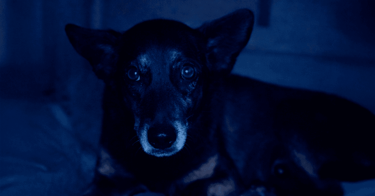 Silhueta de um cão na praia ao pôr do sol (Arte IA)