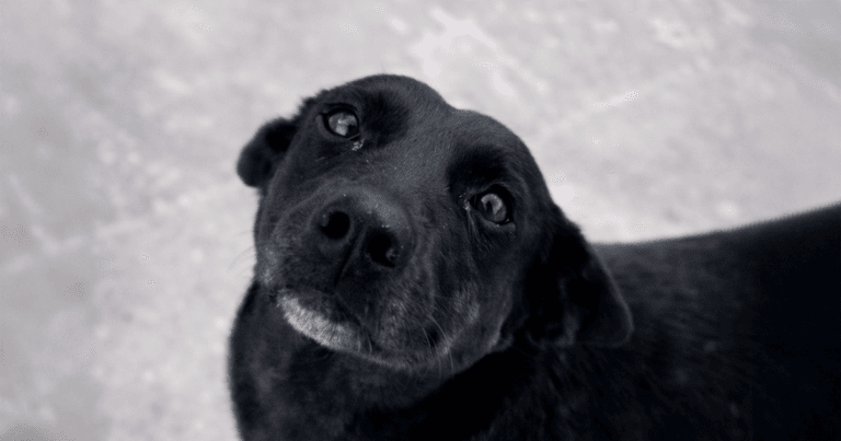 Caso cão Orelha: Justiça dá 24h para redes sociais removerem posts que expõem adolescentes