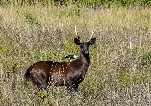 Veado-preto no Pantanal é confirmado pela ciência