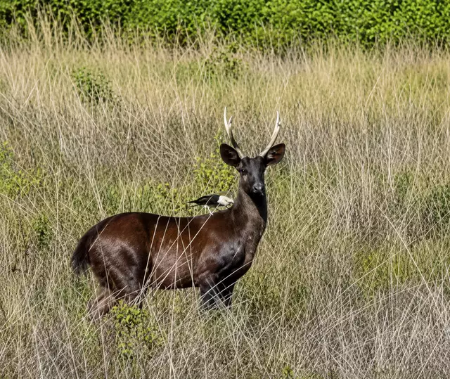 Veado-preto no Pantanal é confirmado pela ciência