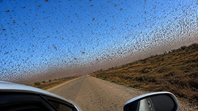 Ilustração por IA mostra um grande enxame de gafanhotos cobrindo o céu sobre uma estrada rural.