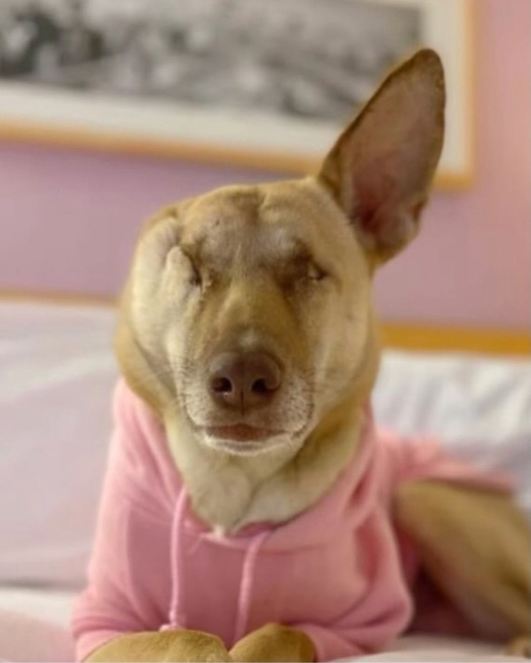 Cadela Maggie, que posteriormente passou a atuar como cão de terapia