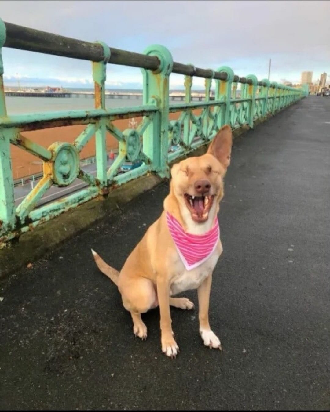 Maggie, conhecida internacionalmente como Maggie the Wunderdog